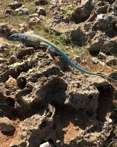 lizard in bonaire