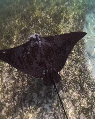 Ray in Belize