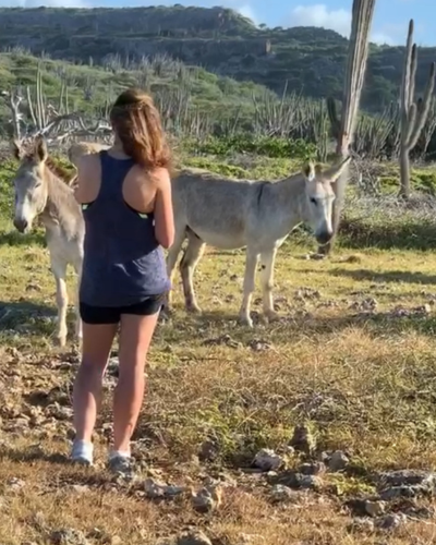 donkeys in bonaire